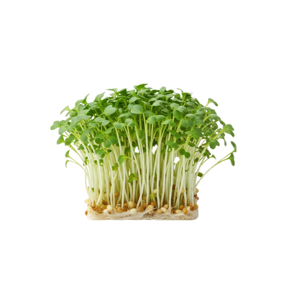 Broccoli Microgreens