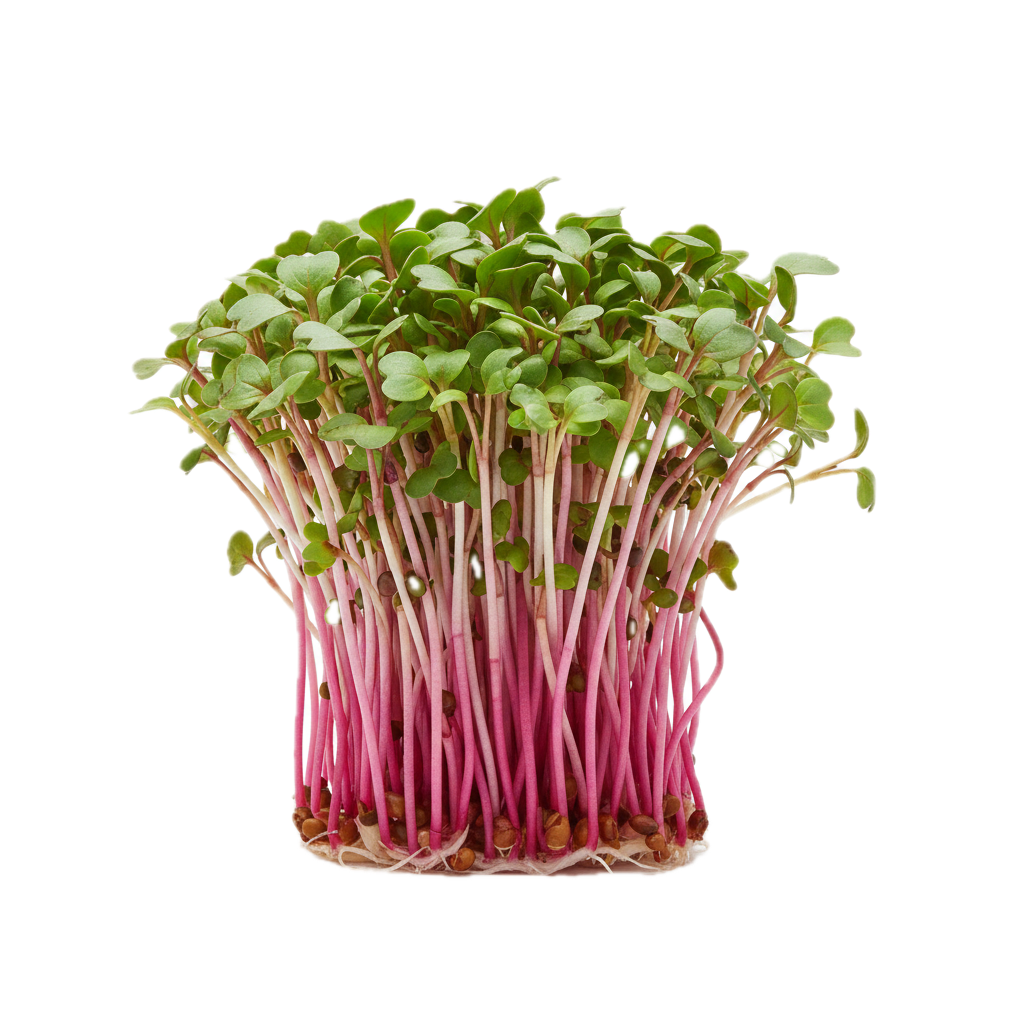 Radish Microgreens